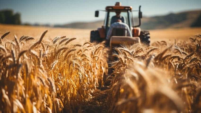 Special loan for wheat farmers (2)